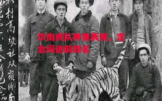 德信体育-华南虎队神勇表现，定会闯进前四名